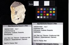 Foto (Objket + Etiketten) von Culmenformosa sp. 